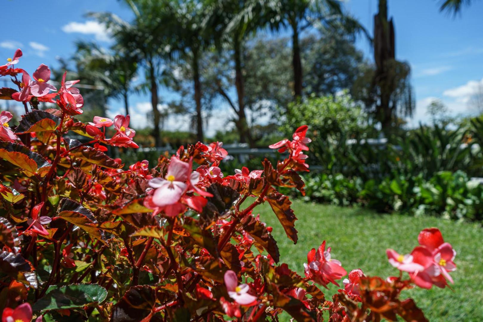 Finca Hotel 12 Palmas- Aeropuerto Jmc Rionegro Eksteriør billede